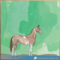 Horse Color:Black Pearl Sabino Tobiano Rabicano