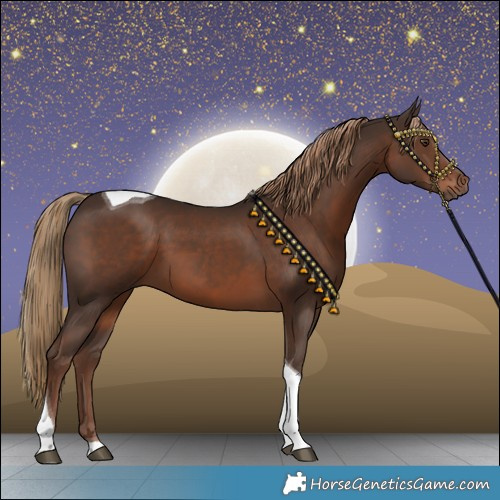 Horse Color:Liver Chestnut Tobiano
