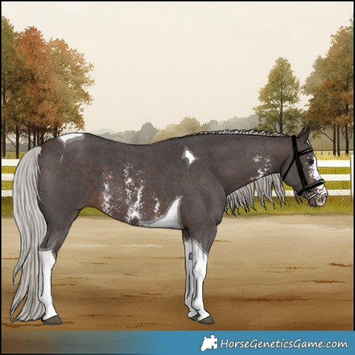 Horse Color:Silver Brown Sabino Tobiano 