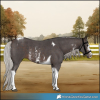 Horse Color:Silver Brown Sabino Tobiano 