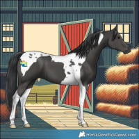 Horse Color:Black Tobiano 