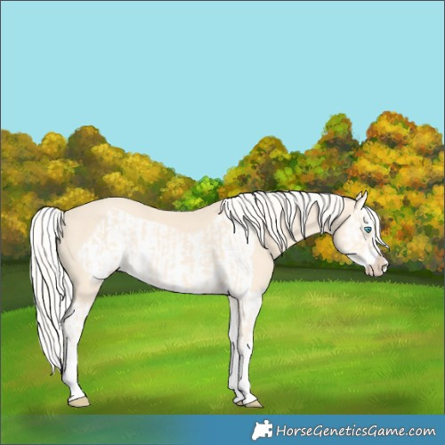 Horse Color:Cremello Splash and Cremello Splash Frame