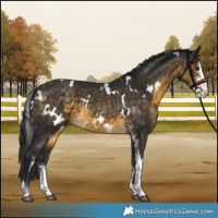 Horse Color:White Spotted Buckskin Sabino