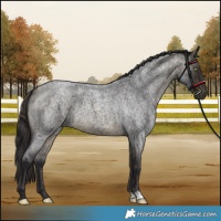 Horse Color:Buckskin Roan 
