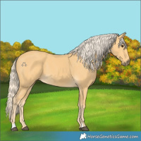 Horse Color:Palomino