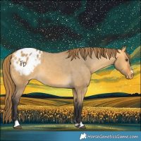 Horse Color:Buckskin Dun Blanket 