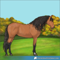 Horse Color:Bay 