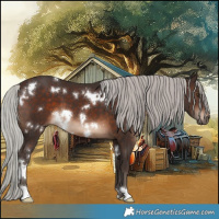 Horse Color:White Spotted Silver Brown 