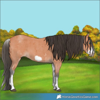 Horse Color:White Spotted Bay Sabino Frame 