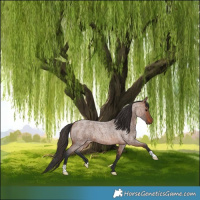 Horse Color:Bay Roan
