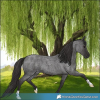 Horse Color:Smoky Blue Roan