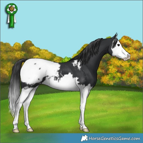 Horse Color:Black Splash Appaloosa 