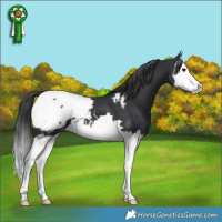 Horse Color:Black Splash Near Fewspot 