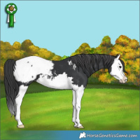 Horse Color:Black Splash Appaloosa 