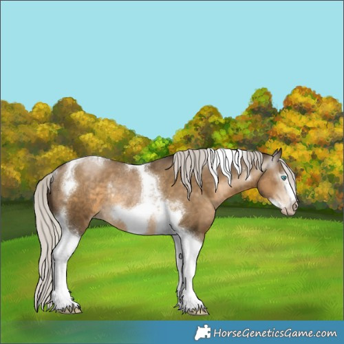 Horse Color:Gray Silver Smoky Black Pearl Tobiano Frame Rabicano 