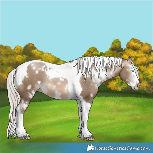 Horse Color:Gray White Spotted Silver Buckskin Pearl Splash Tobiano Rabicano 