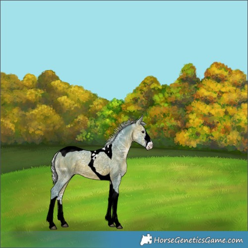 Horse Color:Watercolor Silver Brown Ice Sabino Tobiano Rabicano 