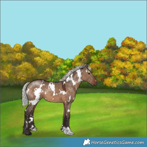 Horse Color:White Spotted Silver Brown Dun 