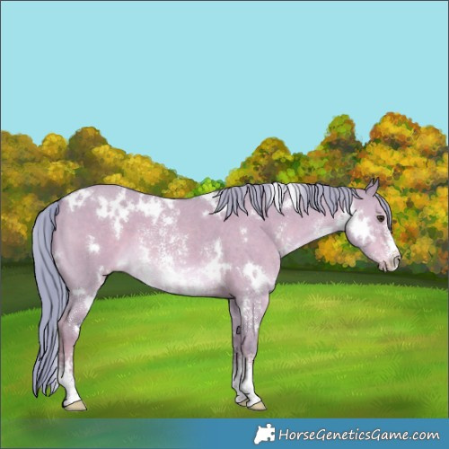 Horse Color:Watercolor White Spotted Liver Red Dun Mushroom Sabino 