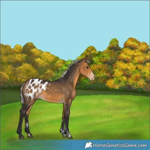 Horse Color:Silver Buckskin Appaloosa 