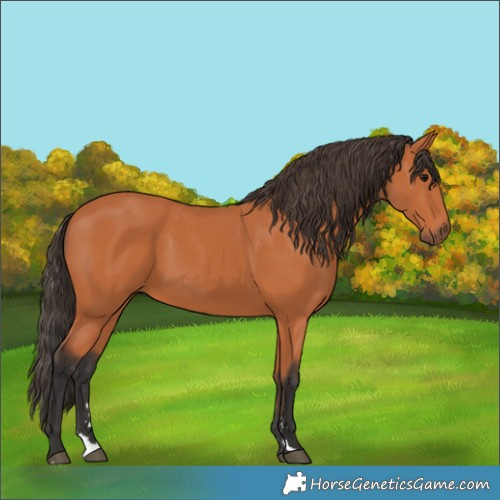Horse Color:Bay 