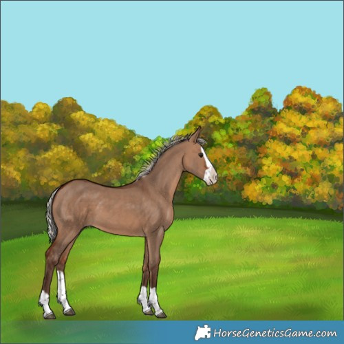 Horse Color:Silver Bay Dun Splash 