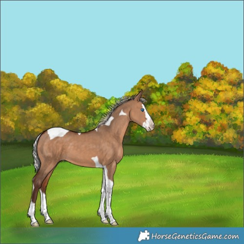 Horse Color:Silver Bay Dun Splash Tobiano 