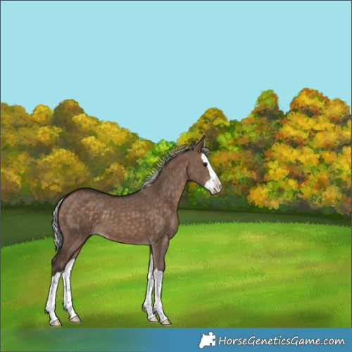Horse Color:Silver Bay Dun Splash 