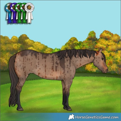 Horse Color:Bay Dun Rabicano Brindle 