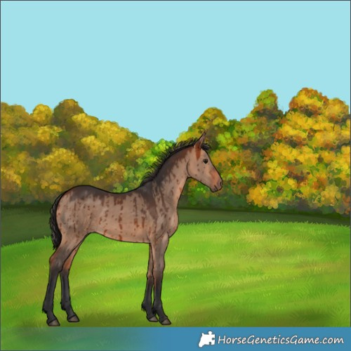Horse Color:Bay Dun Rabicano Brindle 
