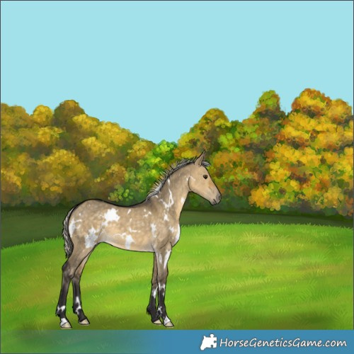 Horse Color:White Spotted Silver Buckskin Dun 