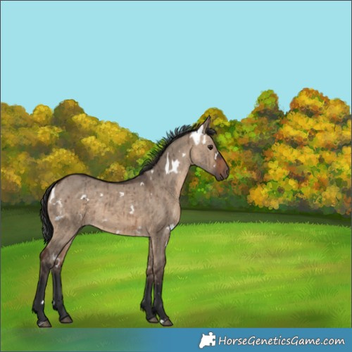 Horse Color:White Spotted Brown Dun Brindle 