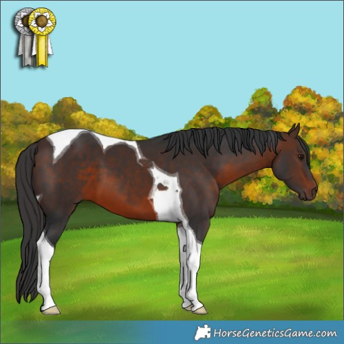 Horse Color:Brown Tobiano 