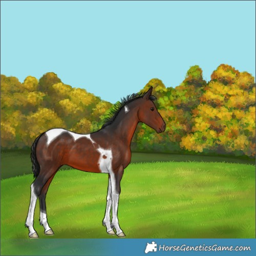 Horse Color:Brown Tobiano 