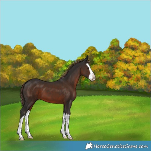 Horse Color:Liver Chestnut Splash 