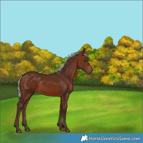 Horse Color:Silver Bay Rabicano 