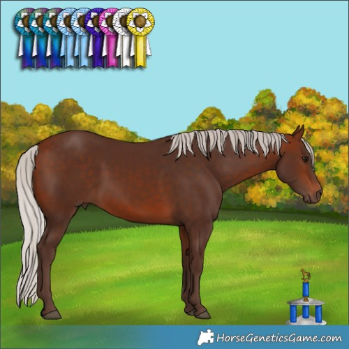 Horse Color:Silver Bay Rabicano 