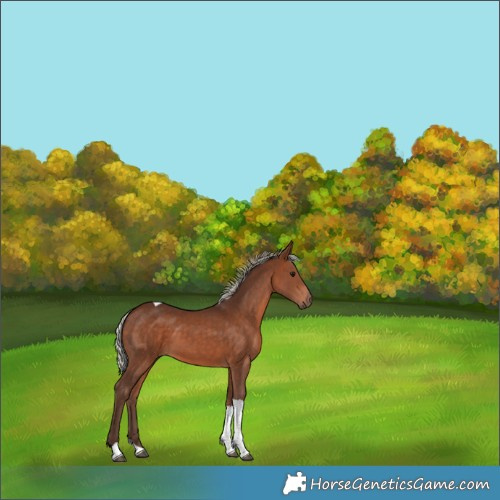 Horse Color:Silver Bay Tobiano 