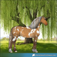 Horse Color:White Spotted Chocolate Palomino Dun 