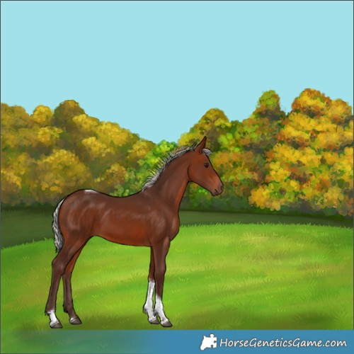 Horse Color:Silver Bay Tobiano 