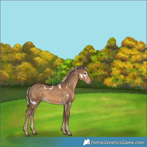 Horse Color:White Spotted Chocolate Palomino 