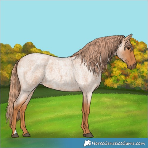 Horse Color:Red Roan 
