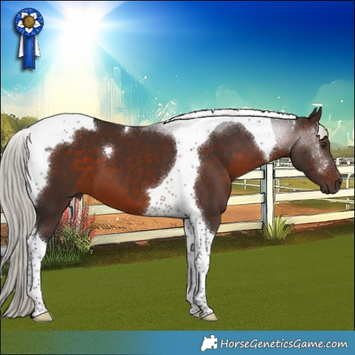 Horse Color:Silver Brown Tobiano 