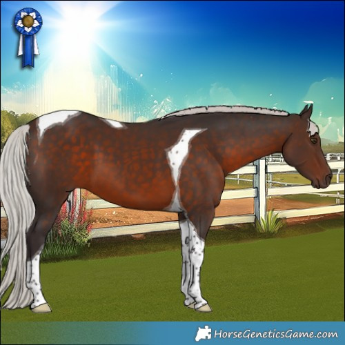 Horse Color:Silver Brown Tobiano 