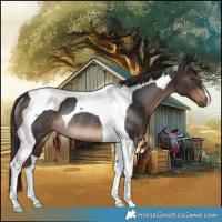 Horse Color:Liver Chestnut Tobiano Rabicano 