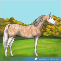 Horse Color:Cremello Splash and Gray Cremello Splash