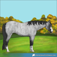 Horse Color:Blue Roan 