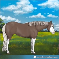 Horse Color:Silver Black Splash