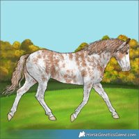 Horse Color:Chestnut Sabino 