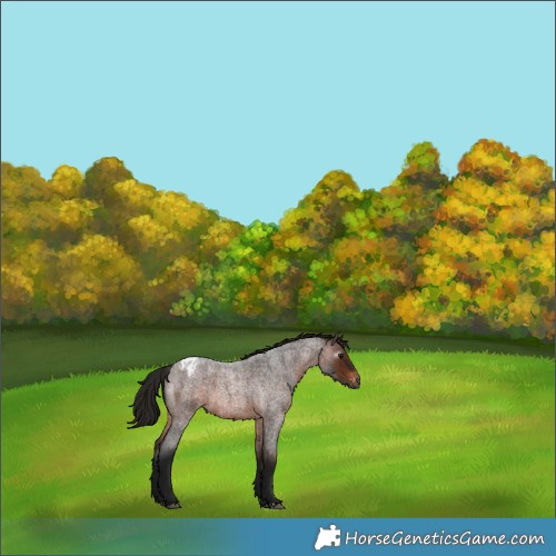 Horse Color:Gray Bay Roan Varnish 